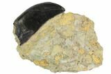 Allosaurus Tooth in Sandstone - Wyoming #113712-1